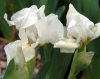 Show product details for Iris pumila Lilli White